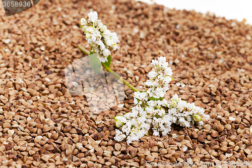 Image of  buckwheat and   flower