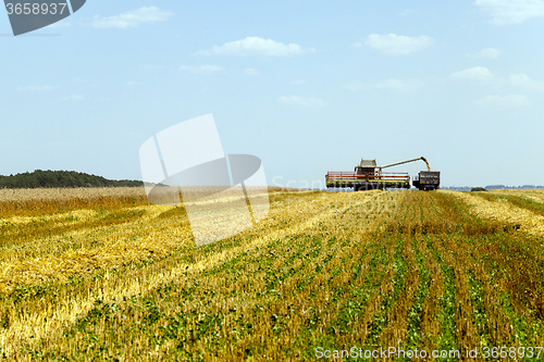 Image of  harvesting   cereals . field