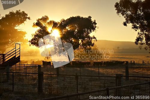 Image of Early Morning Cattle