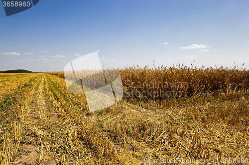 Image of   harvest of cereals