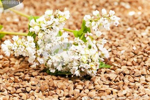 Image of   buckwheat and   flower
