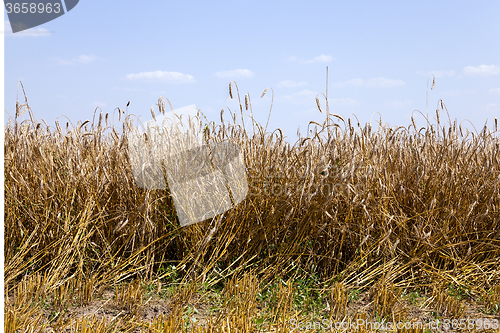 Image of agriculture.  harvest. summer