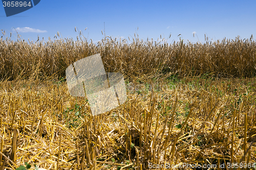 Image of   harvest of cereals