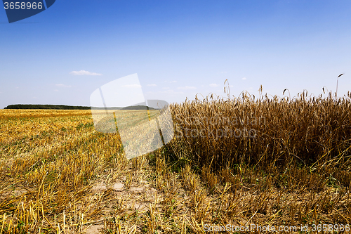 Image of   cereals during harvest 