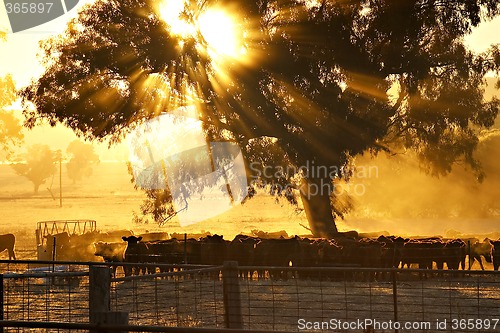 Image of cattle sunrise