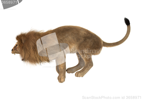 Image of Male Lion on White