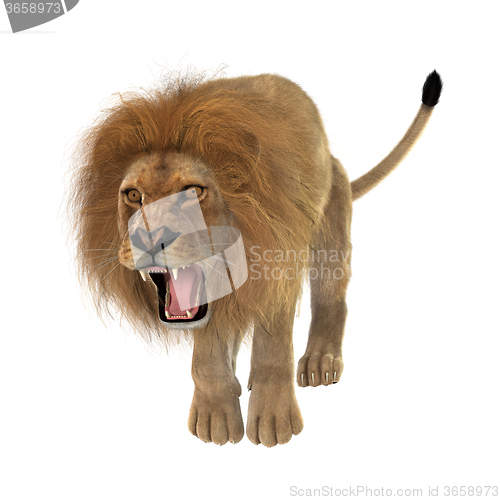 Image of Male Lion on White