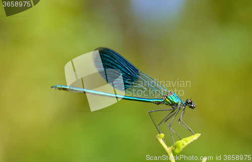 Image of dragonfly in forest 