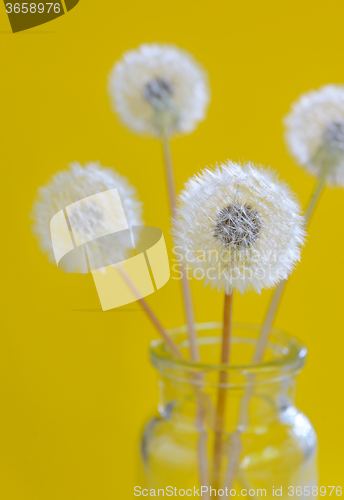 Image of dandelion flowers in a glass