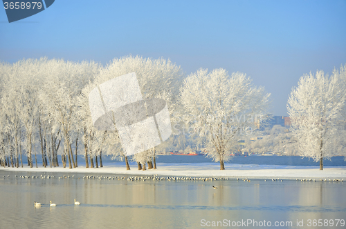 Image of Frosty winter trees