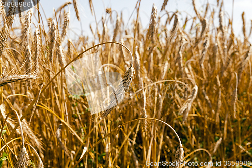 Image of  rye   for harvest