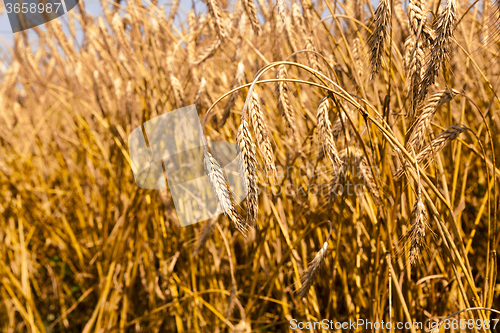 Image of ripened cereals.  field  