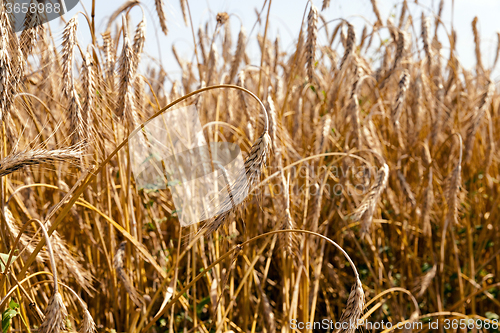Image of ripened cereals. field  