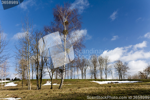 Image of trees in winter  