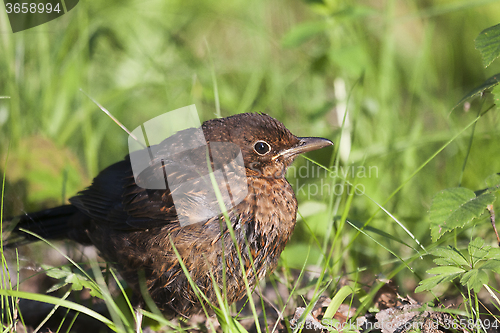 Image of young blackbird