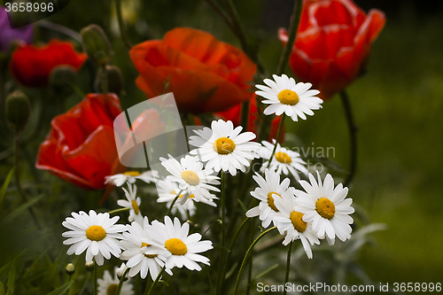 Image of summer flowers