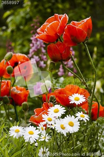 Image of summer flowers