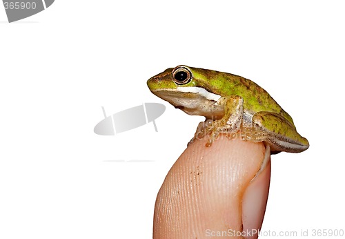 Image of tiny frog