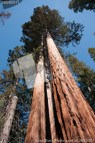 Image of Giant Sequoia in Yosemite