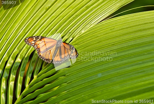 Image of monarch butterfly
