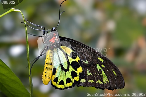 Image of green and black butterfly