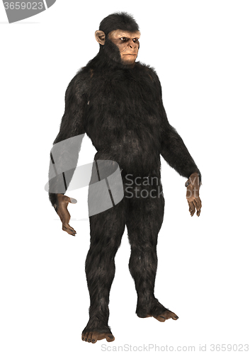 Image of Monkey Chimpanzee on White