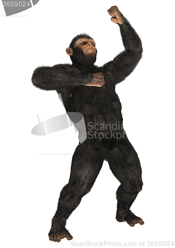 Image of  Monkey Chimpanzee on White