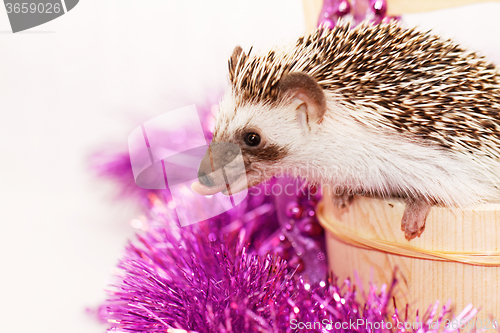 Image of A cute little hedgehog - ( African white- bellied hedgehog )