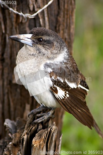 Image of butcherbird