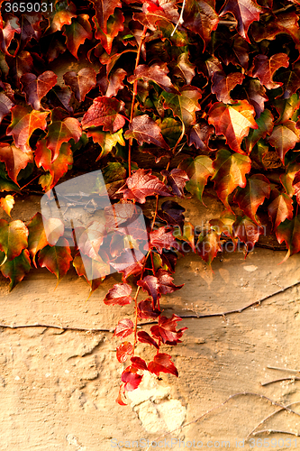 Image of Creeping leaves