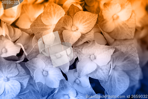 Image of Hydrangea