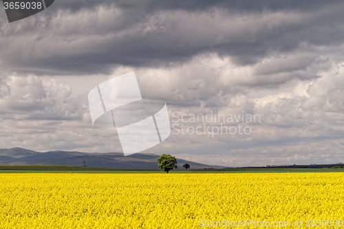 Image of Colza field