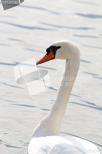 Image of White swan