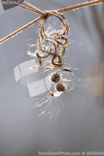 Image of Dry plant