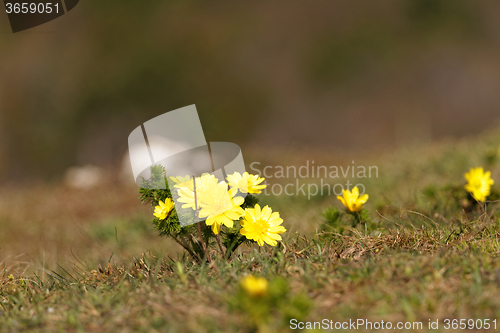 Image of Yellow flower