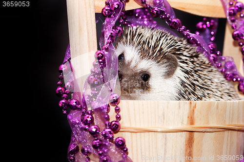 Image of A cute little hedgehog - ( African white- bellied hedgehog )