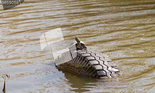 Image of Cute turtle