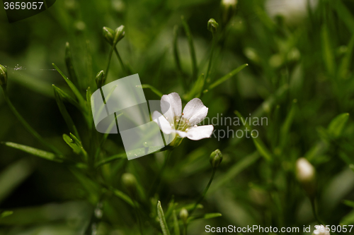 Image of Sweet alyssum