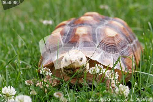 Image of African Spurred Tortoise