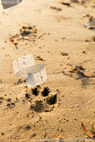 Image of Animal foot print