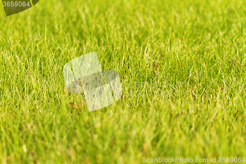 Image of Green grass