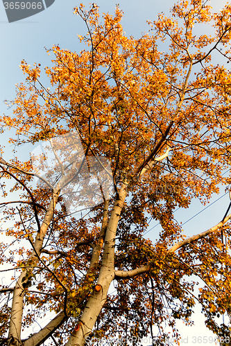 Image of Autumn tree