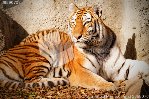 Image of Tiger mum