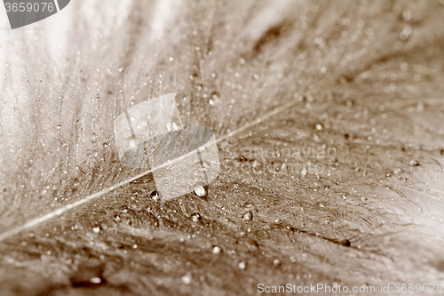 Image of Owl feathers