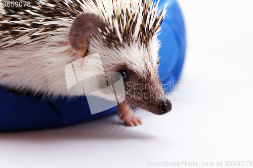 Image of Cute hedgehog