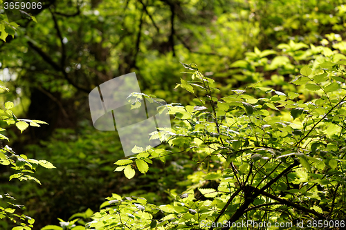 Image of Green leaf