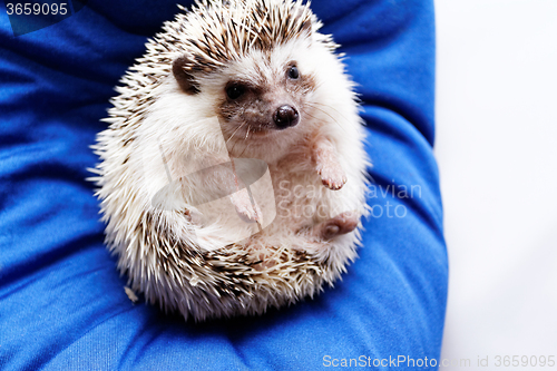 Image of Cute hedgehog