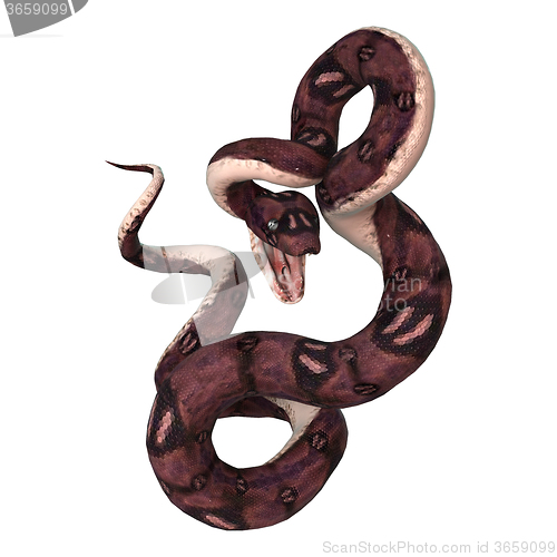 Image of Anaconda Snake on White