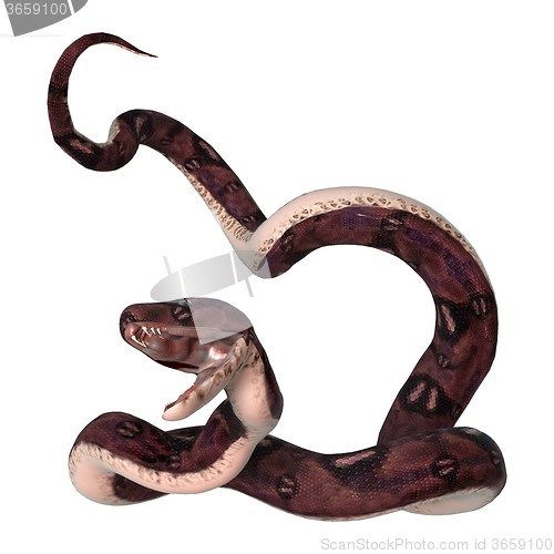 Image of Anaconda Snake on White