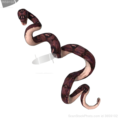 Image of Anaconda Snake on White